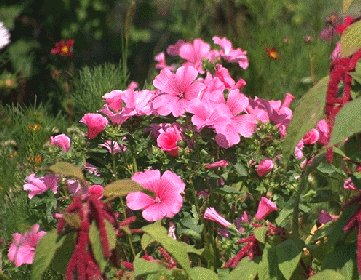 Le langage des fleurs
